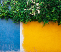 vines against a yellow and blue wall 