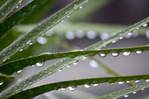 wet palm leaves 