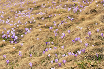 Spring Awakening, Flowers Of Crocuses On Romania Mountains In Spring