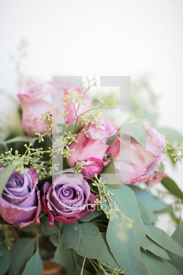 purple and pink roses 