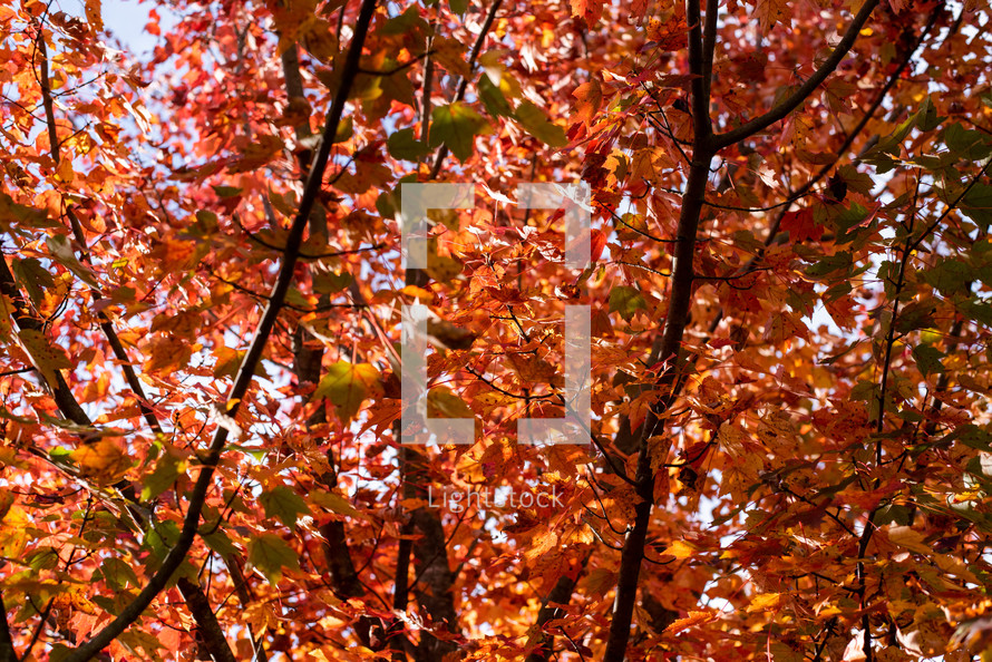 orange fall leaves on a tree