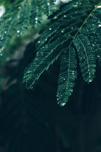 water droplets on mimosa leaves 