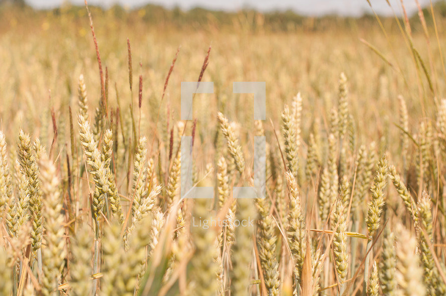 tall wheat in a field 