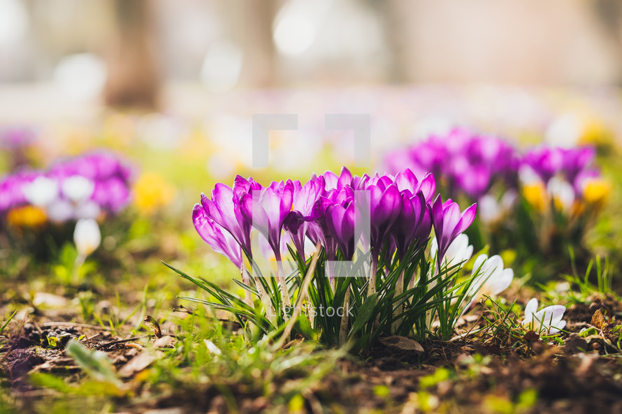 spring crocus flowers 