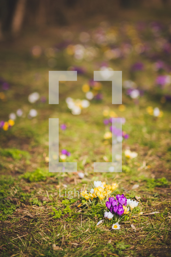 spring crocus flowers 