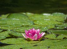 lotus flower in lily pads 
