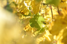 grape leaves 
