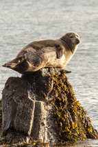 seal on a rock 