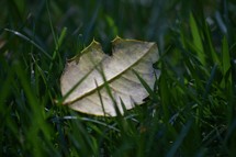 yellow leaf in green grass
