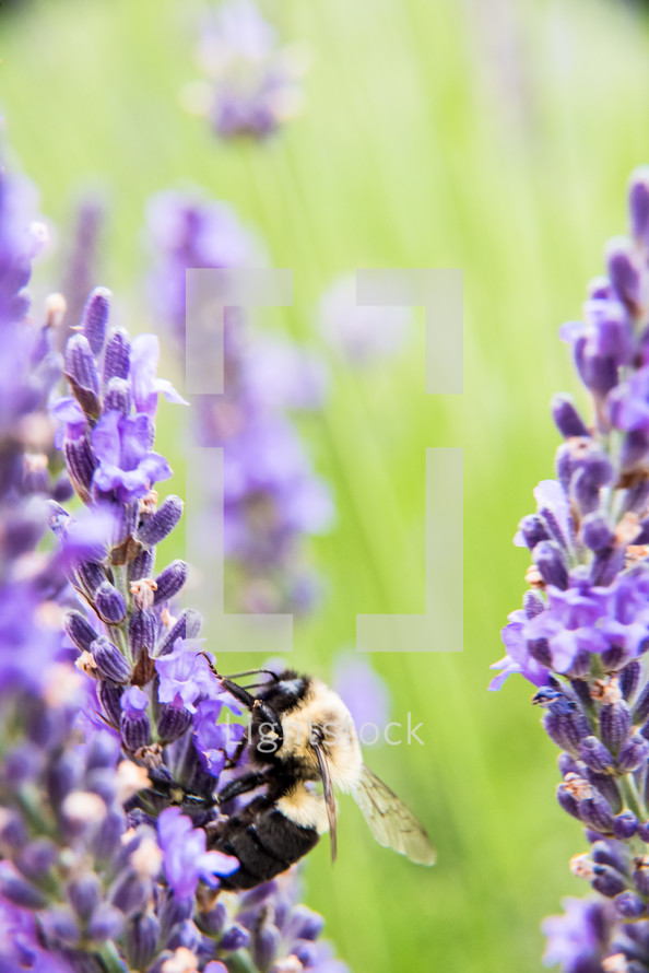 honeybee on purple flowers 