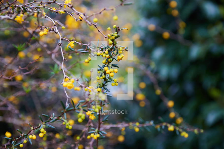 yellow flowers and thorns on branches 