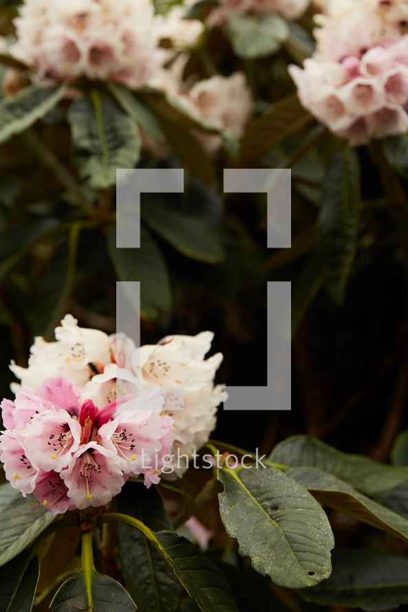 pink flowers on tropical plants 