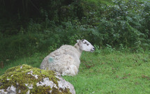 resting sheep 