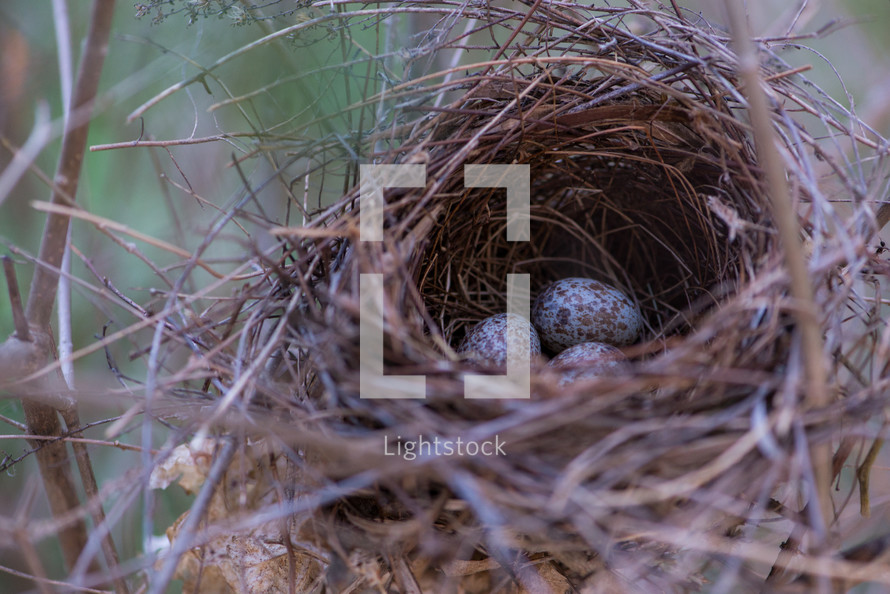 eggs in a bird nest 