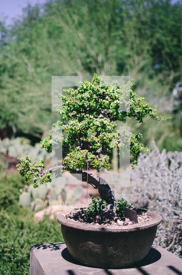 a bonsai tree 