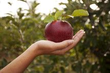a woman holding an apple 
