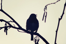 silhouette of a songbird 