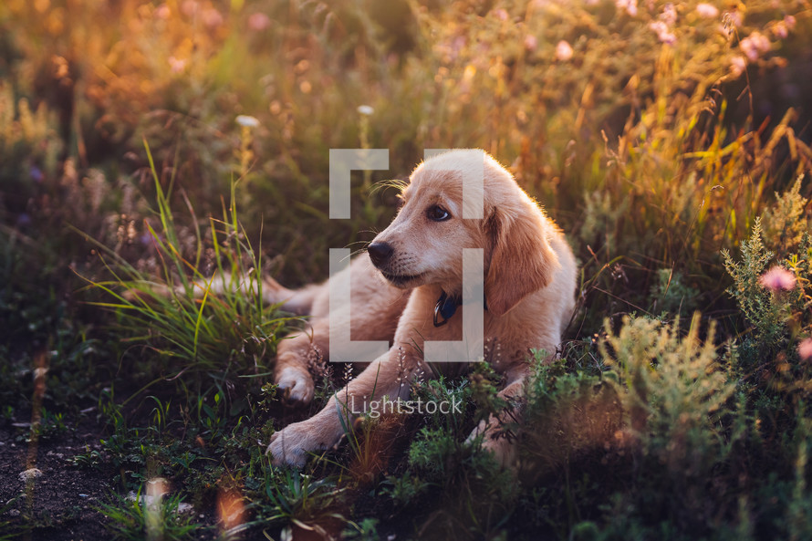 Fluffy Sweet Golden Retriever Puppy. Wonderful Summer Backdrop Pedigree mini pup