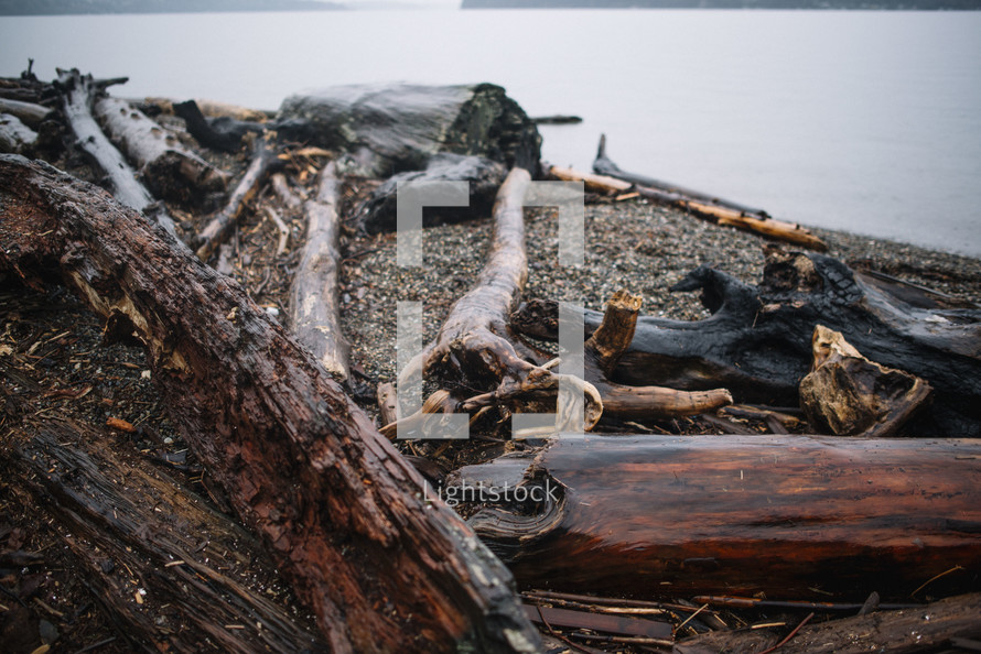 wet driftwood washed onto a shore 