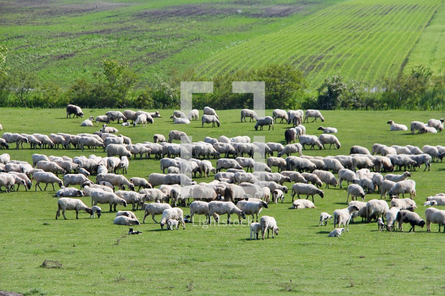 flock of sheep 