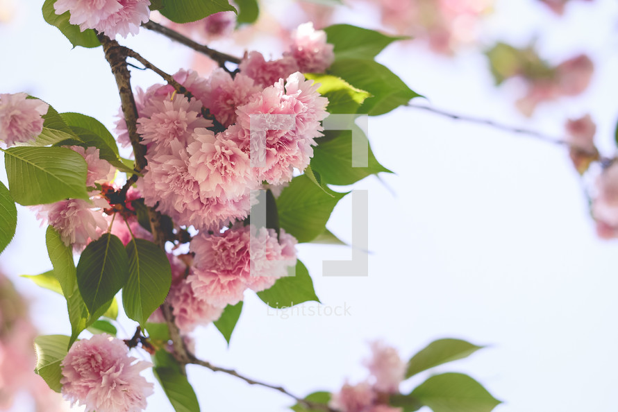 spring pink flowers on a tree 