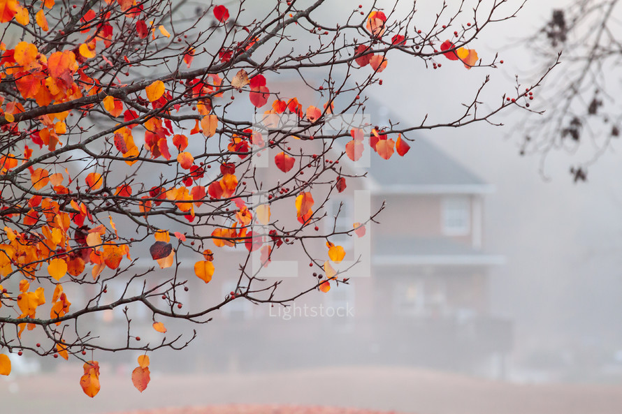 orange leaves on a tree and fog 