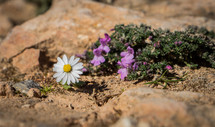 white daisy and purple flowers 