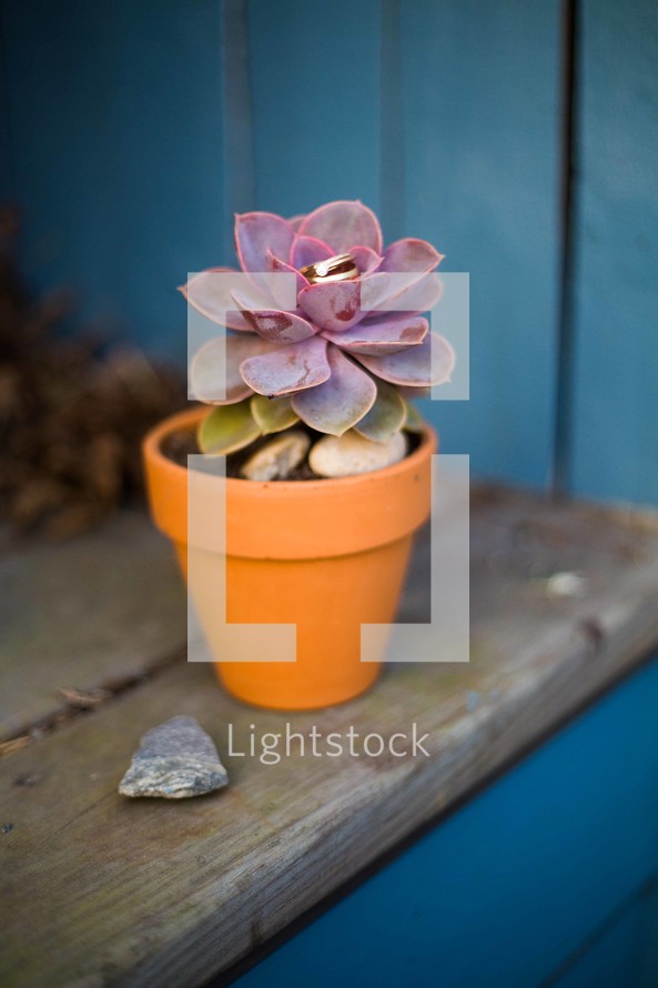 succulent growing in a pot 