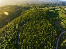 aerial view over a pine forest 