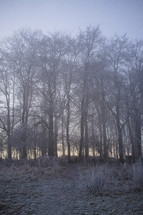 fog in a winter forest 