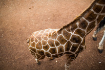 giraffe spots 