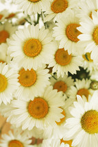 white daisies background 