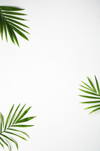 palm branches on a white background