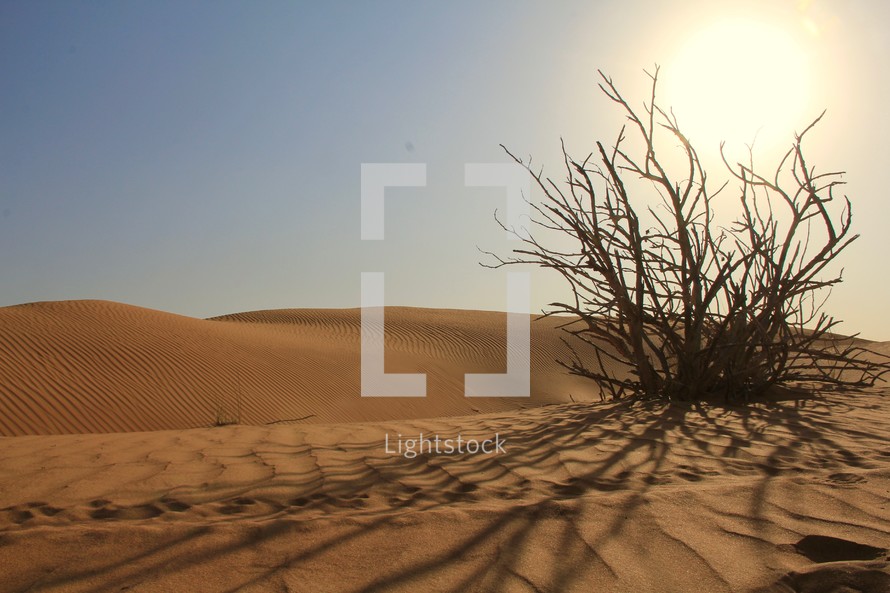 Dry bush in desert sand 