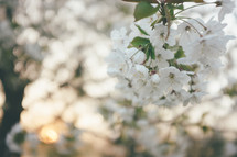 white spring blossoms on a tree 
