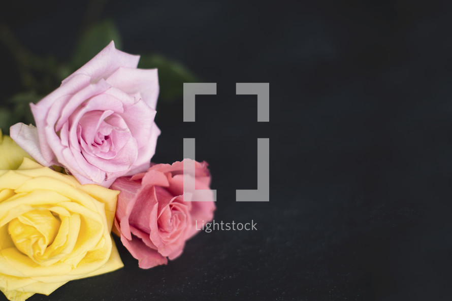 yellow and pink roses 