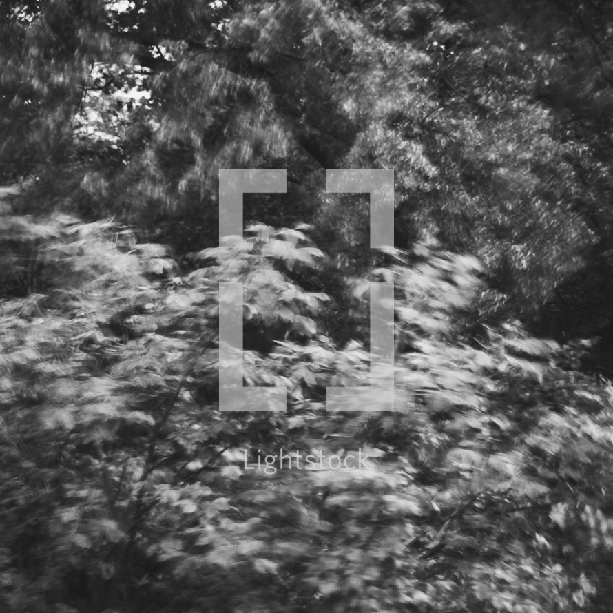 out of focus leaves on trees in a forest 