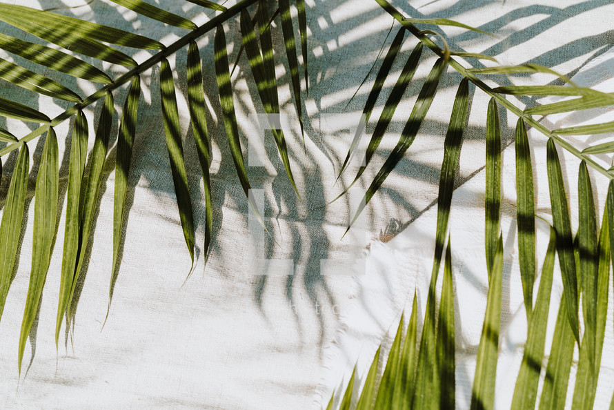 palm fronds on linens 