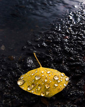 Dew on a yellow leaf resting on asphalt