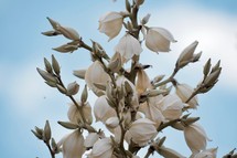 white blossoms on a yucca plant 