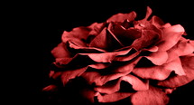 Red rose petals.