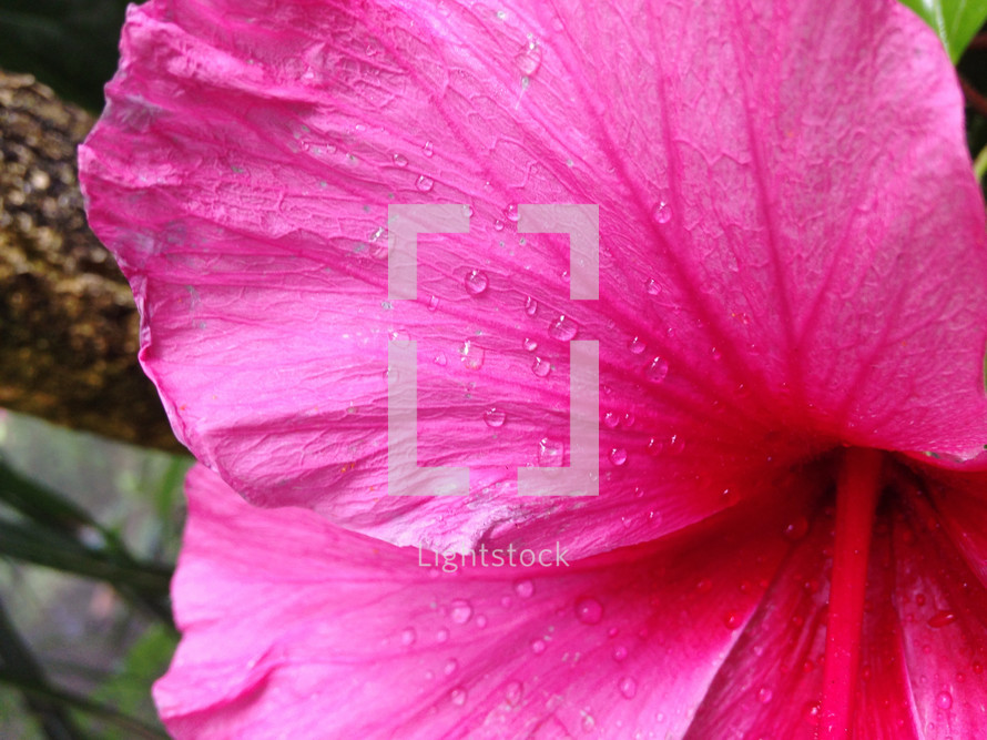 water droplets on a pink flower petal 