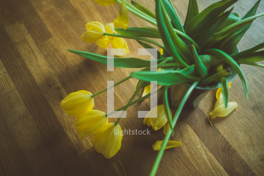 yellow tulips on a wood background 