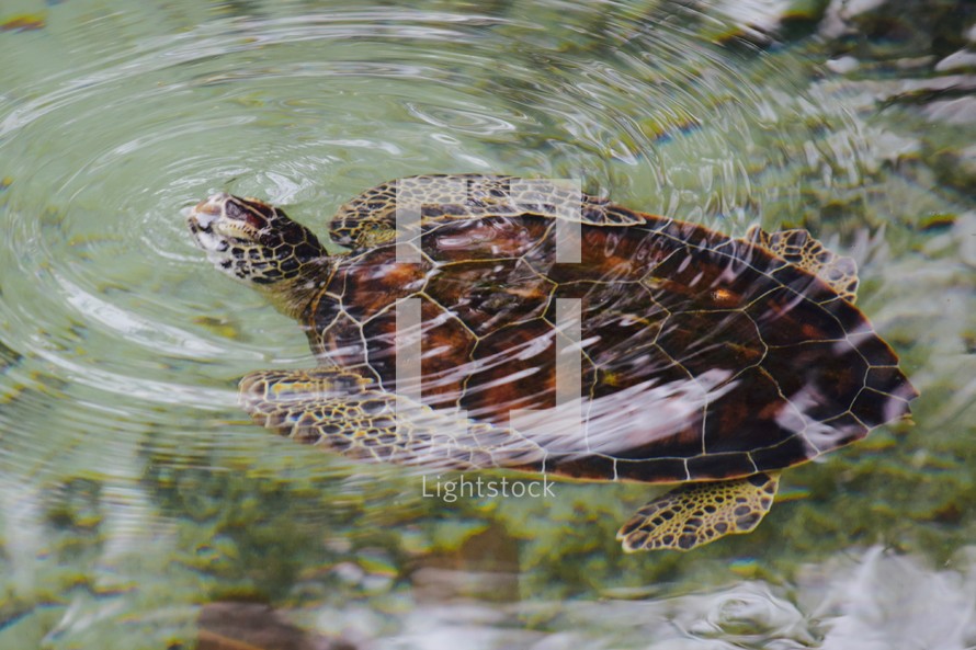 A sea turtle peeking its head above the water 
