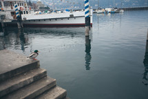 a duck in a harbor near a ship 