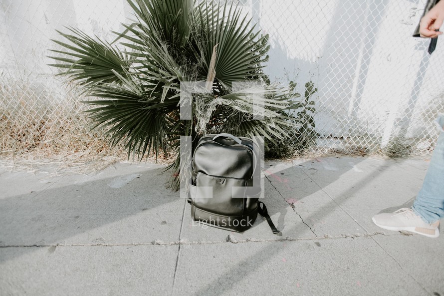 book bag in front of a palm 