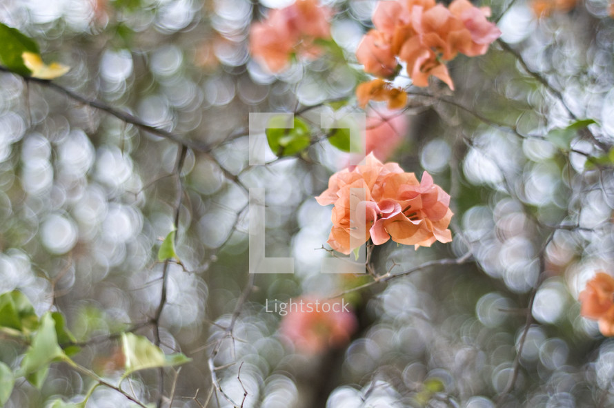 peach flowers