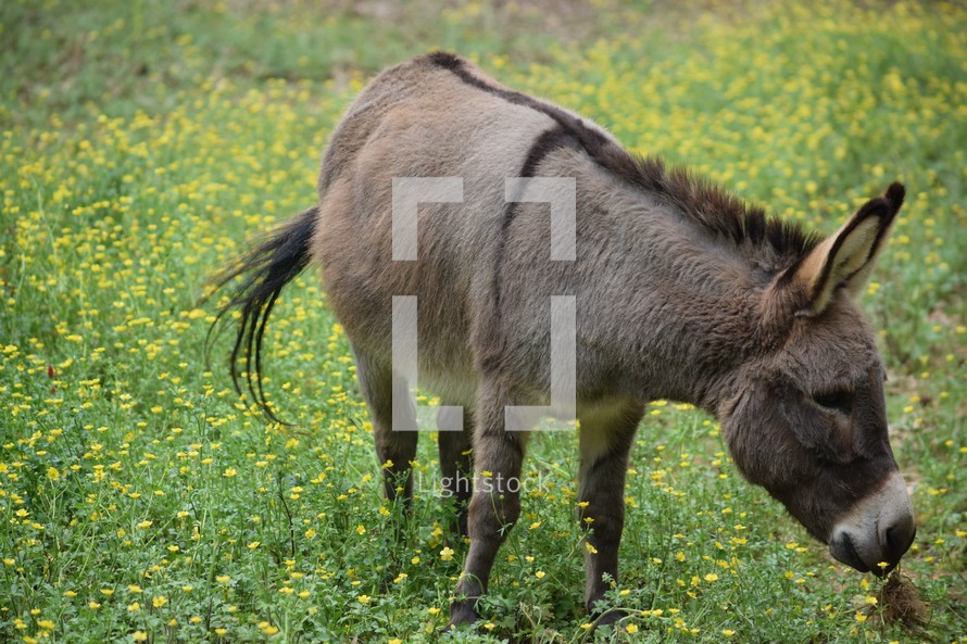 a donkey grazing in a field 