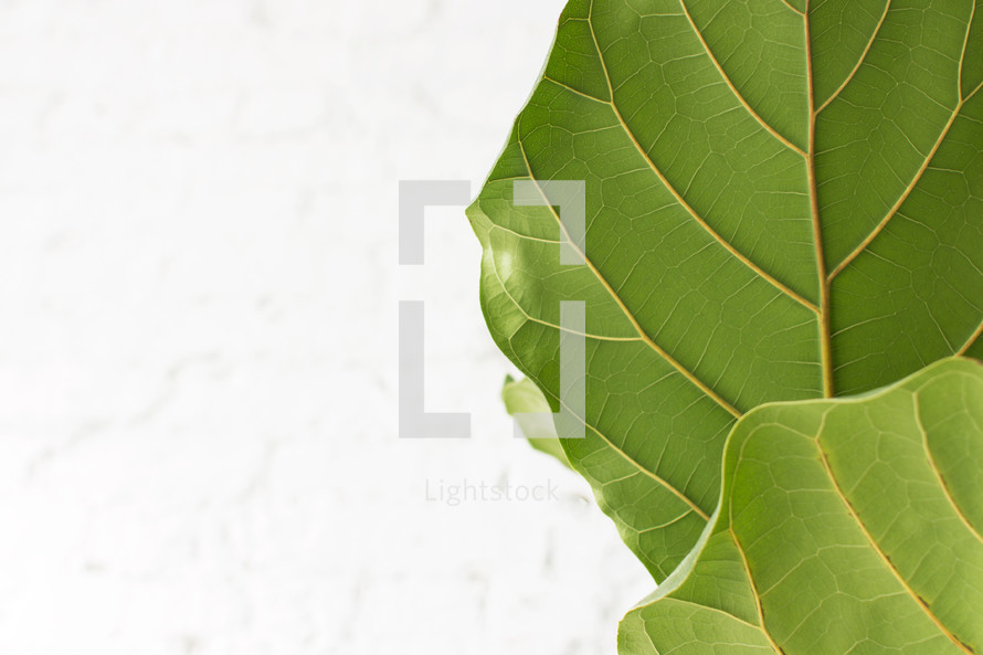 Large green leaves against a white background.