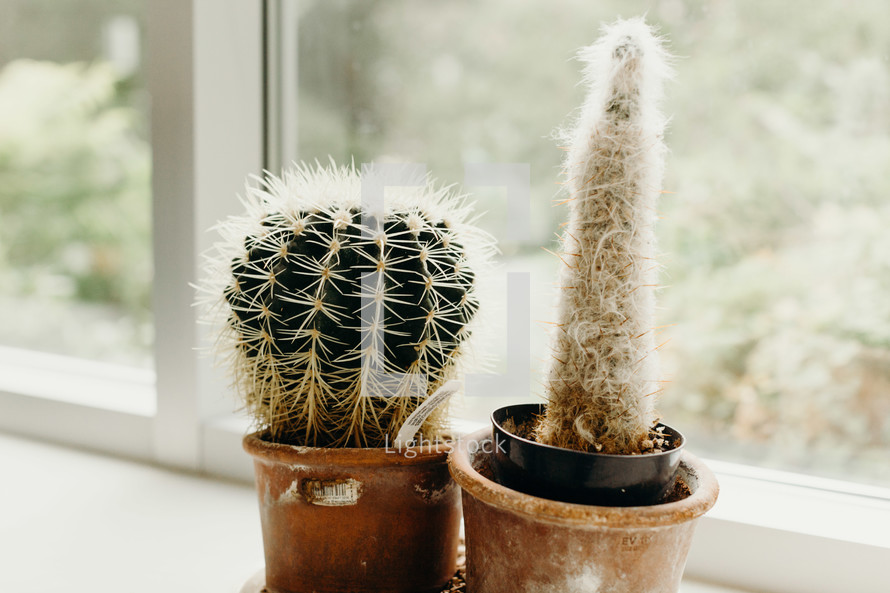 potted cactus plants in a window sill 